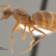 Illustration for article titled Invasive crazy ants are nastier and far tougher than we imagined
